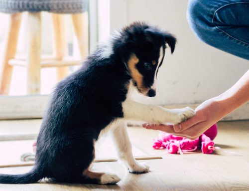 Where Should I Get a New Pet?