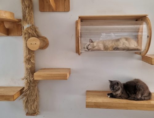 Do’s and Don’ts for Keeping Your Indoor Cat Happy